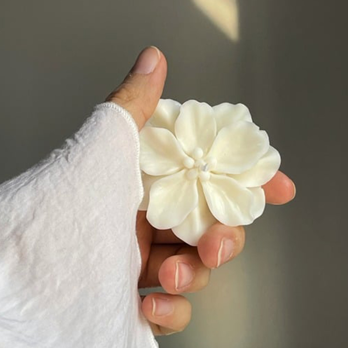 Candelina Camelia